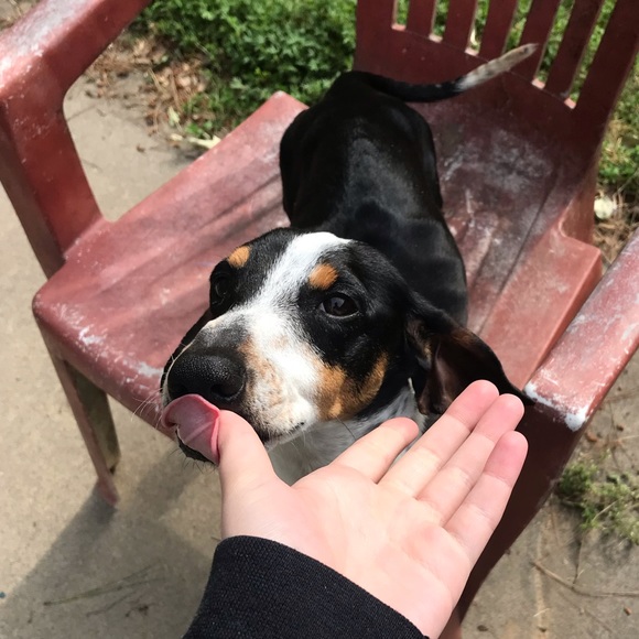 Meet your Posher, Abby - Picture 1 of 1